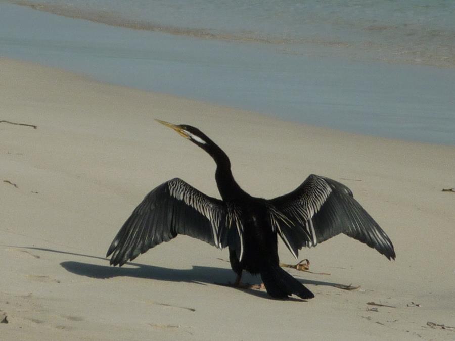 darter or snake bird 1.JPG